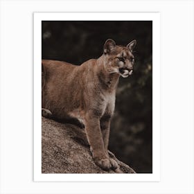 Woodland Predator Art Print