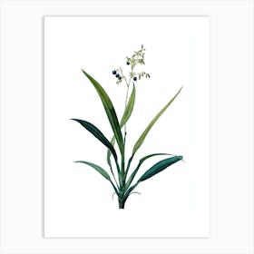 Vintage Flax Lilies Botanical Illustration on Pure White n.0289 Art Print