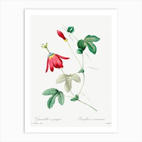 Red Passion, Pierre Joseph Redoute Art Print