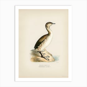 Young Horned Grebe, The Von Wright Brothers 1 Art Print