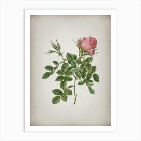 Vintage Dwarf Damask Rose Botanical on Parchment n.0559 Art Print