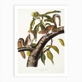 Two Squirrels On A Branch Poster