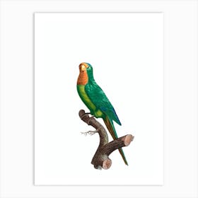 Vintage Brown Throated Parakeet Bird Illustration on Pure White n.0039 Art Print