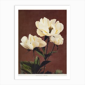 Hærdaceous Peony, Ogawa Kazumasa Art Print