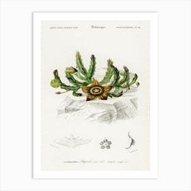 Carrion Flower, Charles Dessalines D'Orbigny Art Print