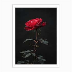 Single Red Rose On Black Background 35 Art Print