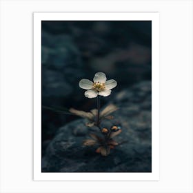 Single Flower On Rocks 2 Art Print