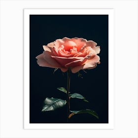 Pink Rose On Black Background 5 Art Print