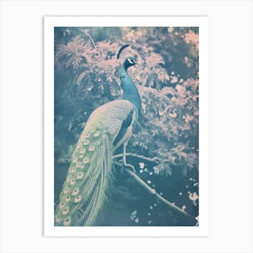 Vintage Peacock In A Tree Cyanotype Inspired Turquoise Art Print