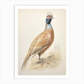 Vintage Bird Drawing Pheasant 2 Art Print