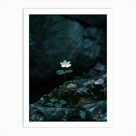 Single Flower In A Rock Art Print