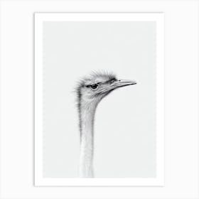 Ostrich B&W Pencil Drawing 1 Bird Art Print