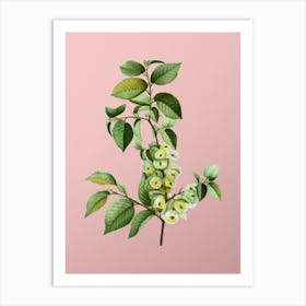 Vintage Field Elm Botanical on Soft Pink n.0379 Art Print