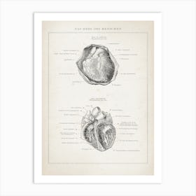 Vintage Brockhaus 3 Anatomie Herz Art Print