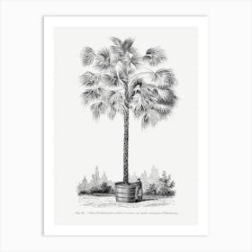 Vintage Palm Tree Art Print _2643192 Art Print