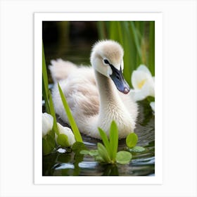 Swan In The Pond Art Print