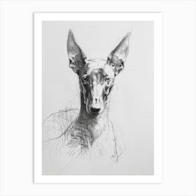 Pharaoh Hound Dog Charcoal Line 1 Art Print