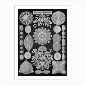 Vintage Haeckel 11 Tafel 84 Schachtellinge Art Print