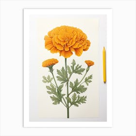 Marigolds Flower Vintage Botanical 3 Art Print