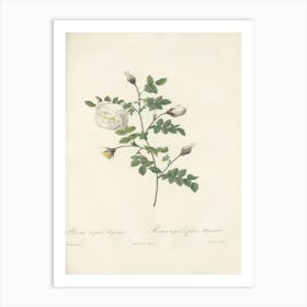 Rose Illustration, Pierre Joseph Redoute (24) Art Print