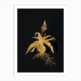 Vintage Lachenalia Lanceaefolia Botanical in Gold on Black n.0555 Art Print