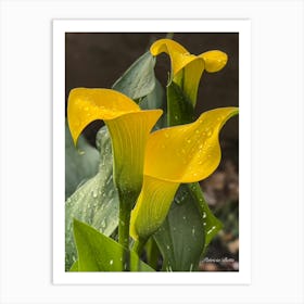 Yellow Calla Lily Art Print