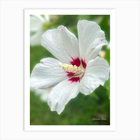 Rose Of Sharon Art Print