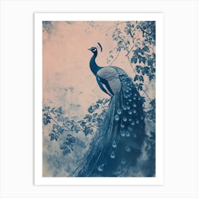 Blue Peacock & Ivory Cyanotype Inspired Art Print