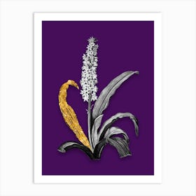 Vintage Eucomis Punctata Black and White Gold Leaf Floral Art on Deep Violet n.0703 Art Print