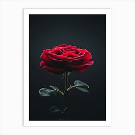 Single Red Rose 9 Art Print