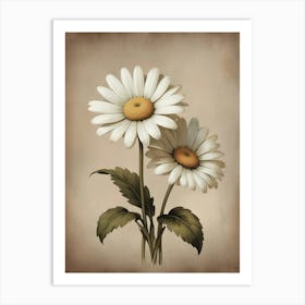 Marguerite Daisy floral Art Print