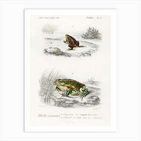 Oval Frog (Engystoma Ovale) And Green Toad (Bufo Viridis), Charles Dessalines D' Orbigny Art Print