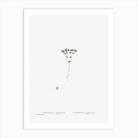 Crassula Glomerata, Pierre Joseph Redoute Art Print