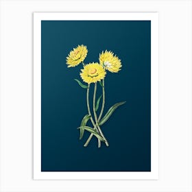 Vintage Helichrysum Flower Branch Botanical Art on Teal Blue n.0018 Art Print