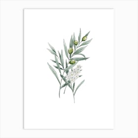 Olive Branch In Watercolor Art Print