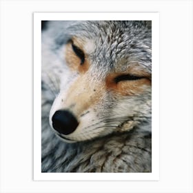 Gray Fox Close Up Realism 1 Art Print