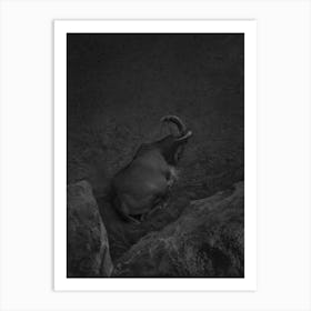 Pregnant Mountain Goat. Black and white Art Print