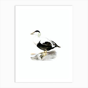 Vintage Common Eider Duck Bird Illustration on Pure White n.0071 Art Print