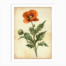 Vintage Of Herbarium Poppy Art Print