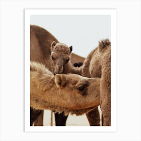 Mom and Baby 1 - Al Wathba Abu Dhabi UAE camel photo print - moody animal photography Art Print Art Print