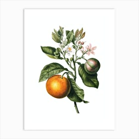 Vintage Bitter Orange Botanical Illustration on Pure White n.0781 Art Print