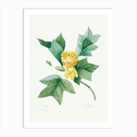 Tulipifera, Pierre Joseph Redoute Art Print