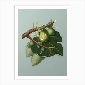 Vintage Fig Botanical Art on Mint Green n.0835 Art Print