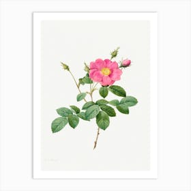 Cabbage Rose, Pierre Joseph Redoute (5) Art Print