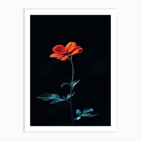 Single Red Flower On Black Background 3 Art Print