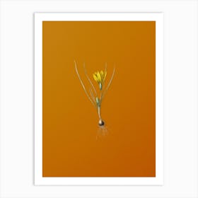 Vintage Ixia Filifolia Botanical on Sunset Orange n.0884 Art Print