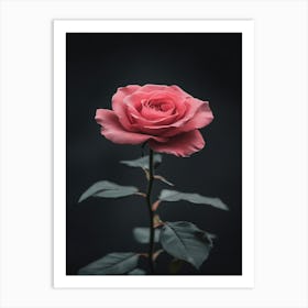 Pink Rose On Black Background 41 Art Print