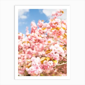 Cherry Blossom Bloom Art Print