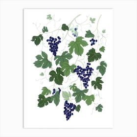 Mediterranean Plant Grapevine Botanical Painting Art Print