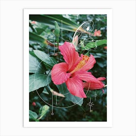 Hibiscus Bloom Art Print